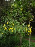 Sonchus canariensis