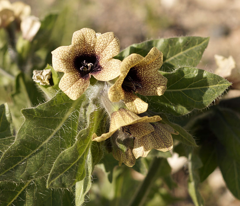 Изображение особи Hyoscyamus niger.