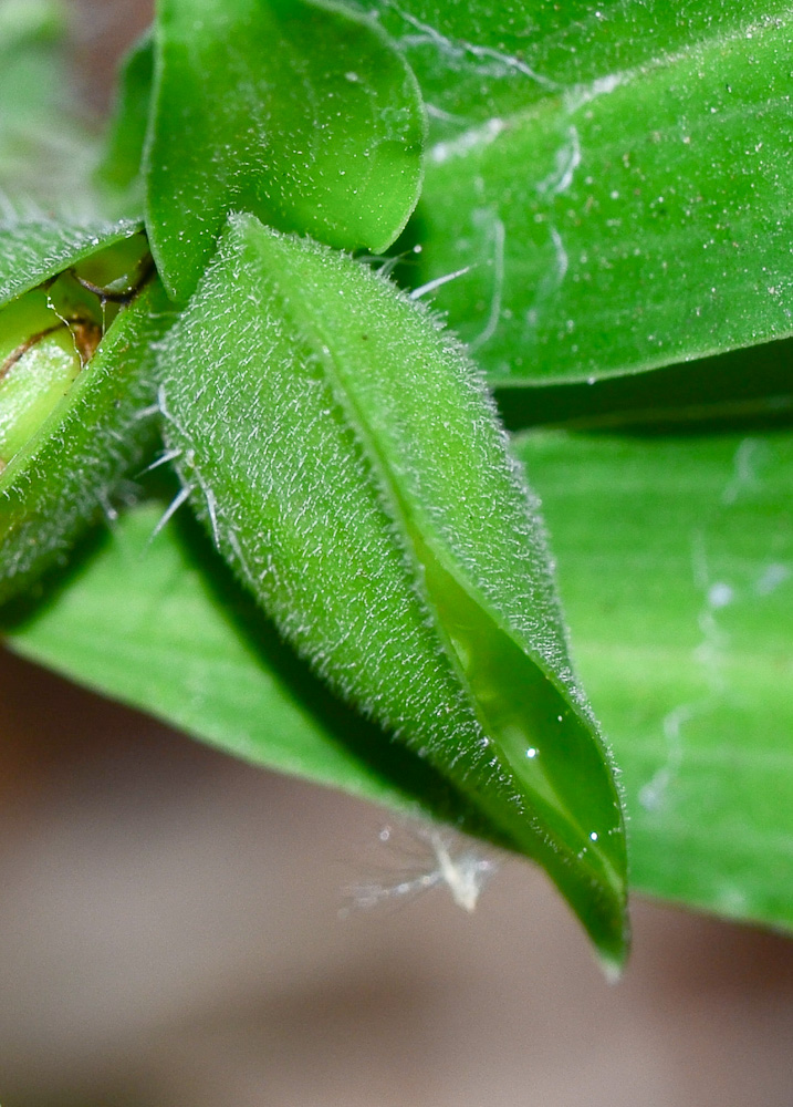 Image of Commelina erecta specimen.
