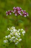 Origanum vulgare. Верхушки цветущих растений. Средний Урал, Пермский край, Добрянский р-н, 5 км от ст. Ярино, опушка смешанного леса, давно заброшенный садовый участок. 3 августа 2014 г.