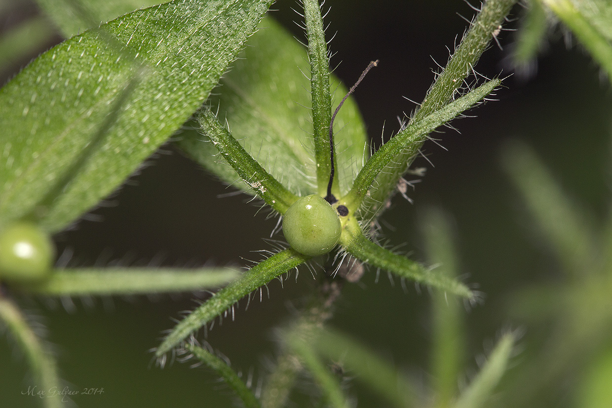 Image of Aegonychon purpureocaeruleum specimen.