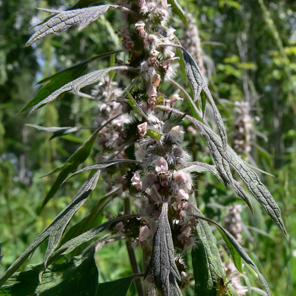 Image of Leonurus quinquelobatus specimen.