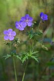 Geranium pratense. Верхушка цветущего растения. Республика Алтай, Шебалинский р-н, окр. с. Камлак, правый борт долины р. Сема, сосновый лес. 18.08.2015.