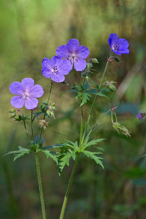 Изображение особи Geranium pratense.