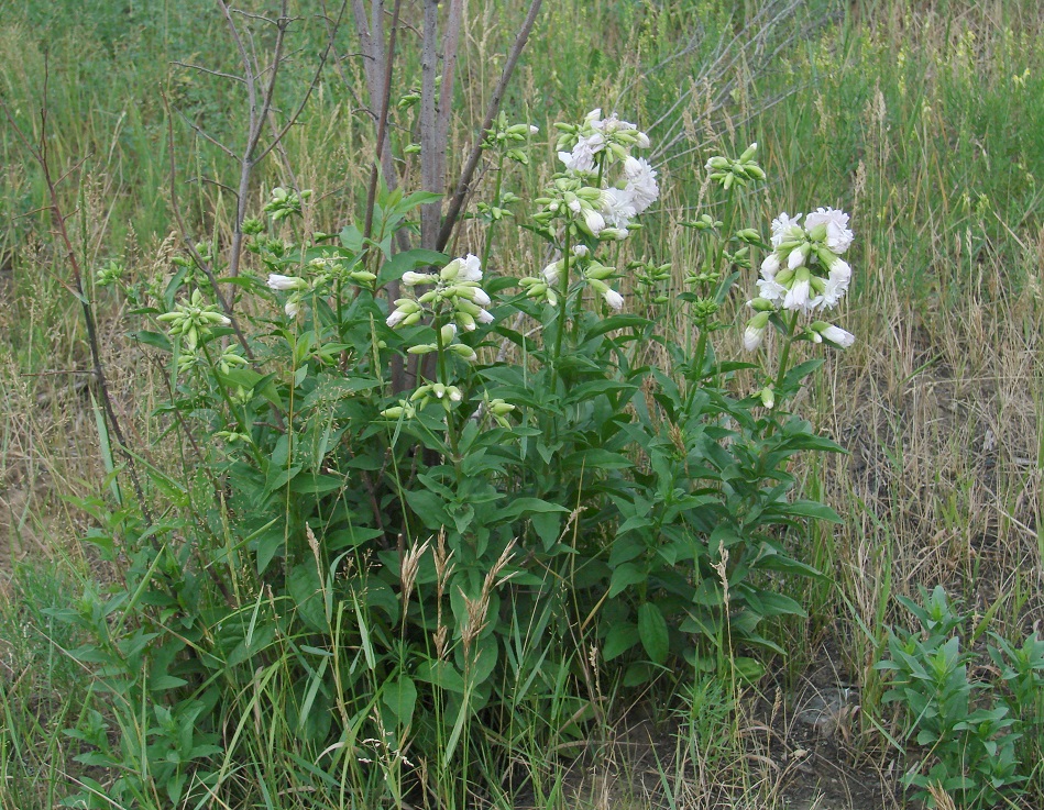 Изображение особи Saponaria officinalis f. pleniflora.