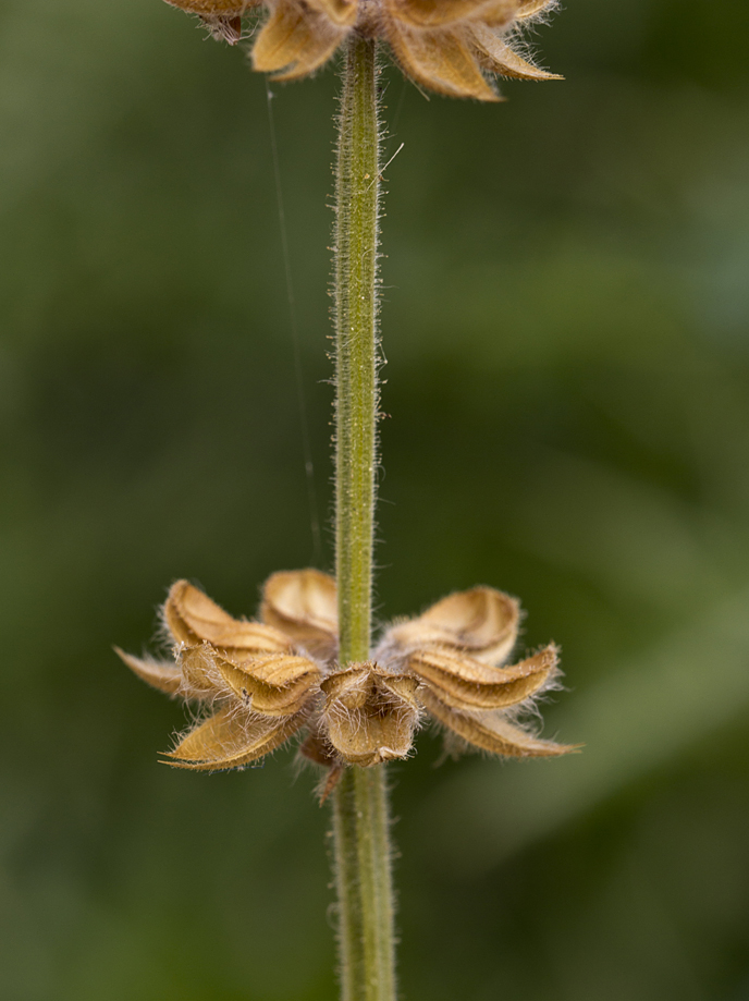 Image of Salvia verbenaca specimen.