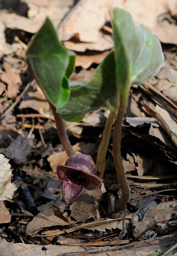 Image of Asarum sieboldii specimen.