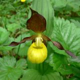 Cypripedium calceolus. Цветок. Свердловская обл., окр. г. Североуральск, сосново-еловый лес. 18.06.2009.