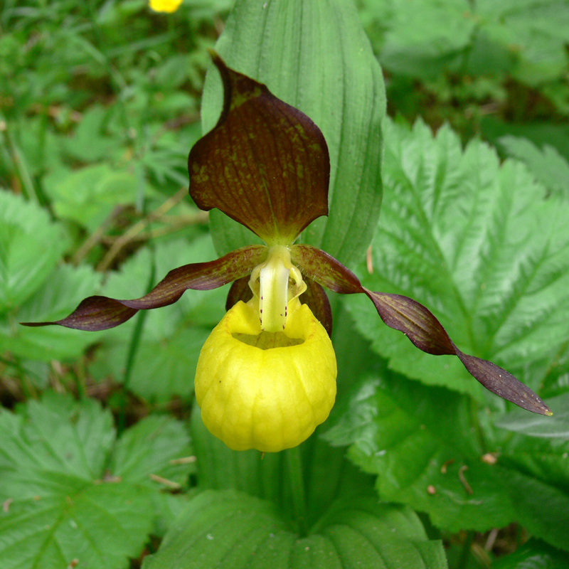 Изображение особи Cypripedium calceolus.