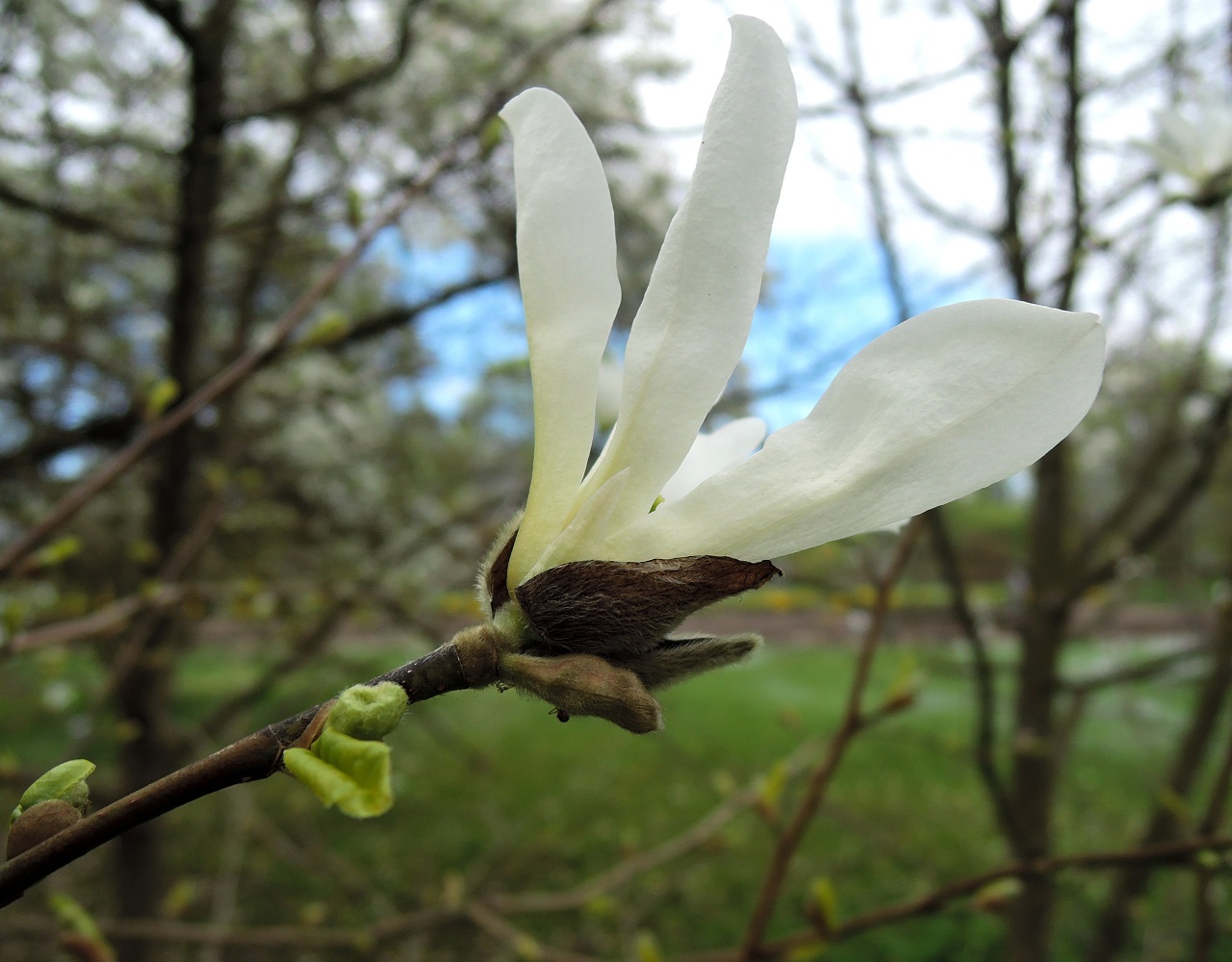 Image of Magnolia salicifolia specimen.