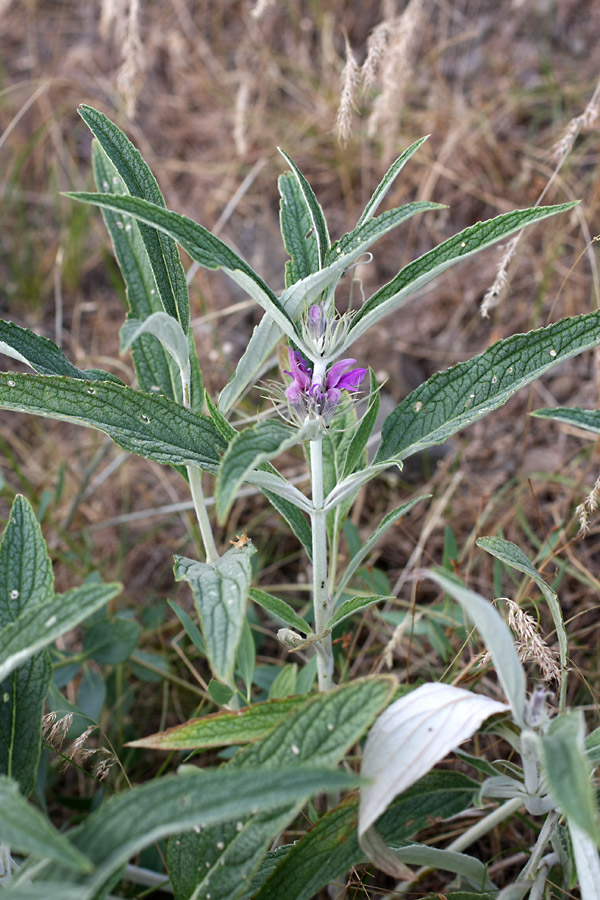 Image of Phlomis regelii specimen.