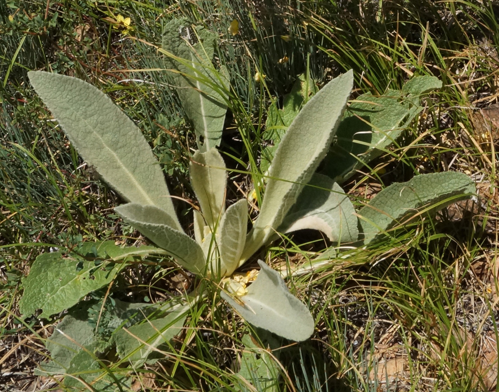 Image of Verbascum songaricum specimen.