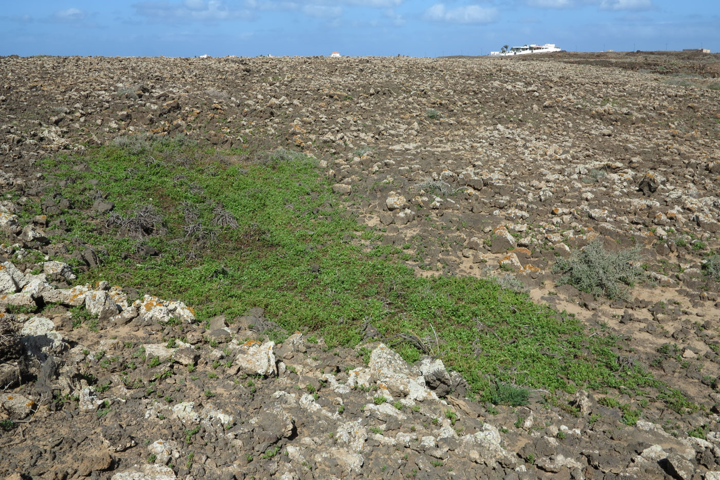 Image of Patellifolia procumbens specimen.