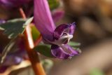 Corydalis solida