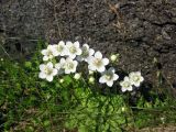 Parnassia palustris. Цветущее растение на прибрежных скалах. Белое море, пролив Великая Салма, о-в Костьян. Июль 2013 г.