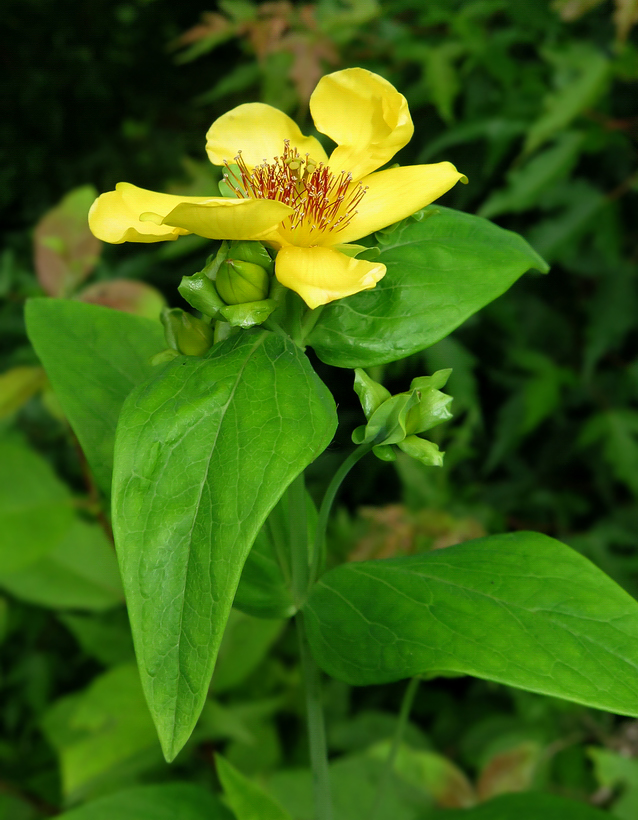 Image of Hypericum gebleri specimen.