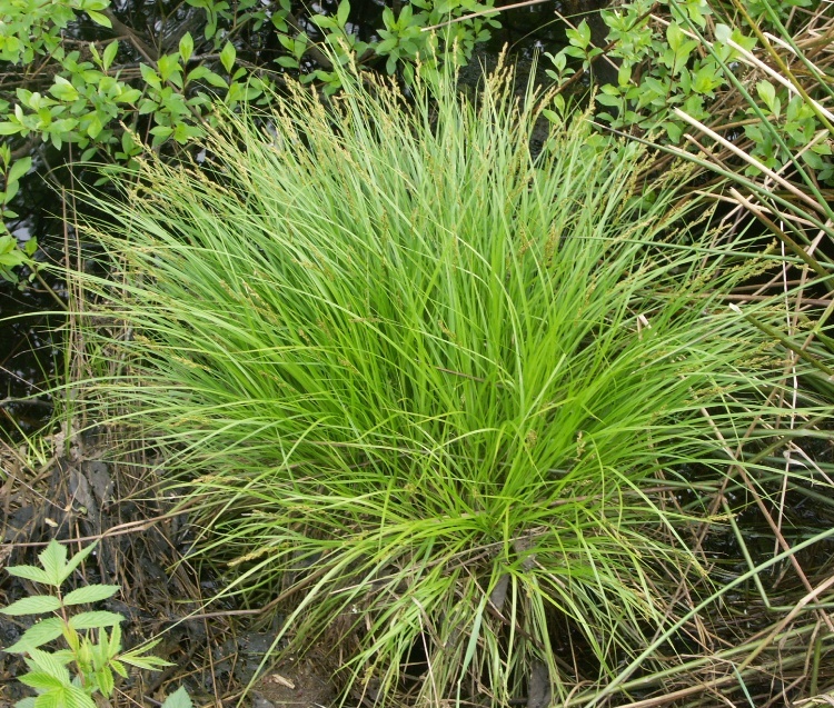 Изображение особи Carex elongata.