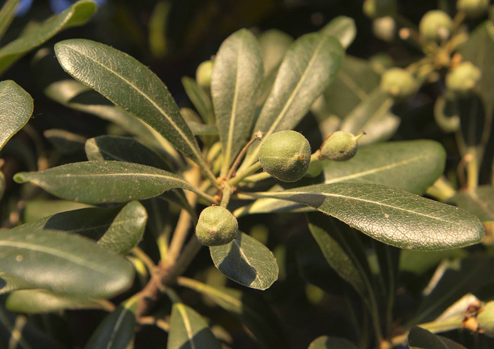 Image of Pittosporum tobira specimen.