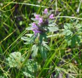 Lamium amplexicaule var. orientale