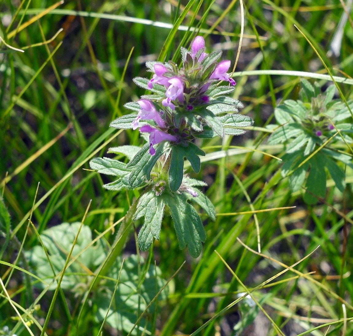 Image of Lamium amplexicaule var. orientale specimen.