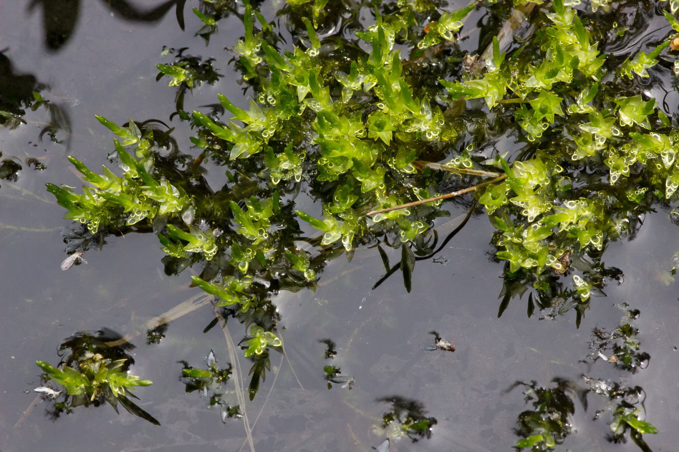 Image of genus Calliergon specimen.