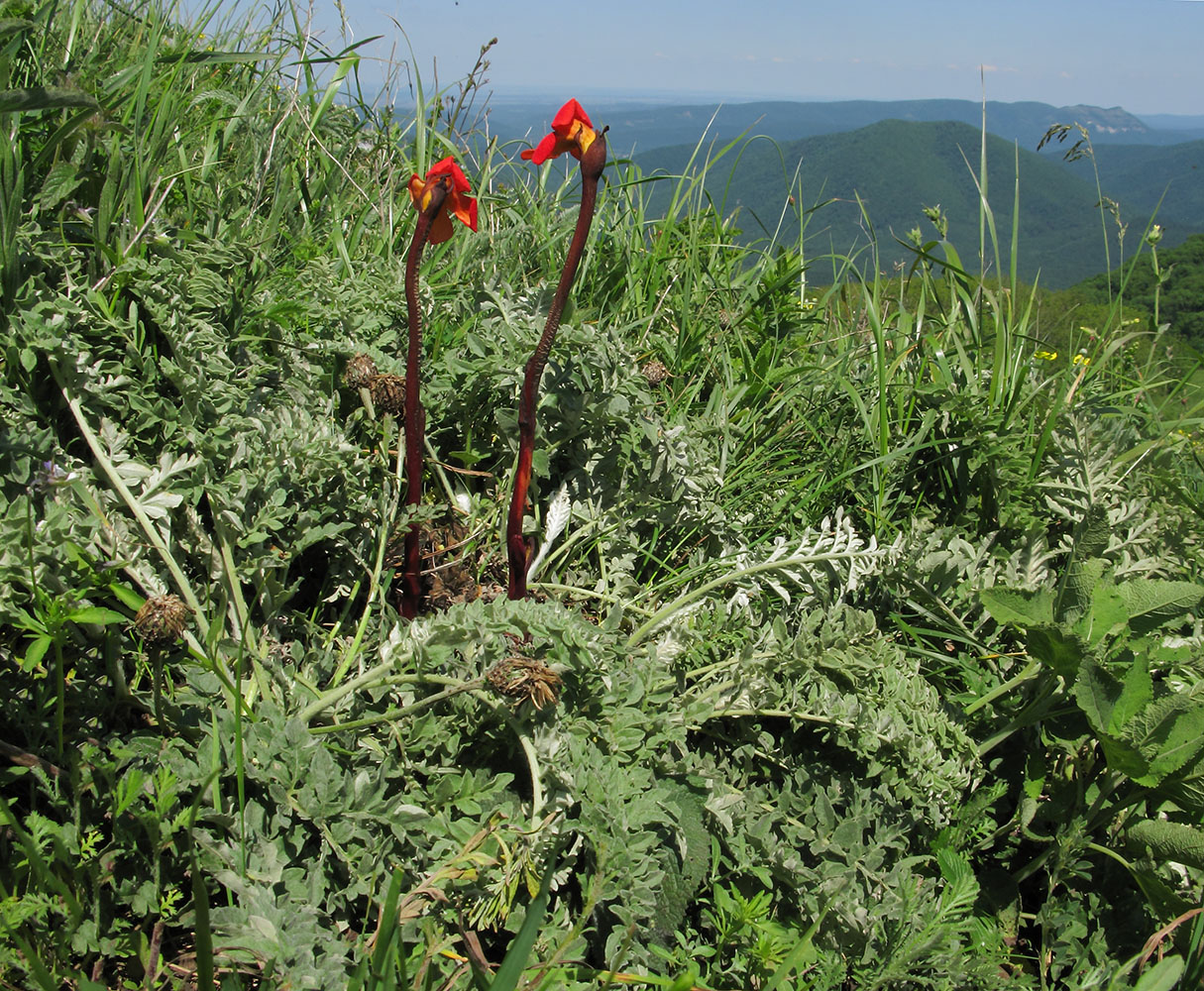 Image of Phelypaea coccinea specimen.