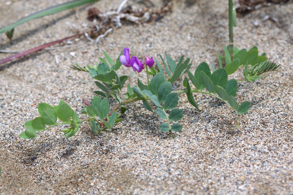 Изображение особи Lathyrus japonicus.