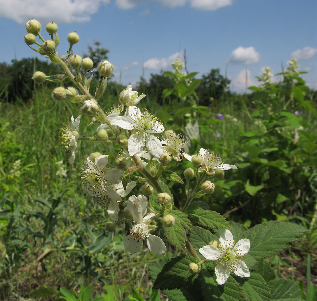 Изображение особи Rubus lloydianus.