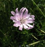 Scorzonera purpurea. Соцветие. Белгородская обл., Губкинский р-н, запов. «Белогорье», Ямская степь. 11 июня 2009 г.