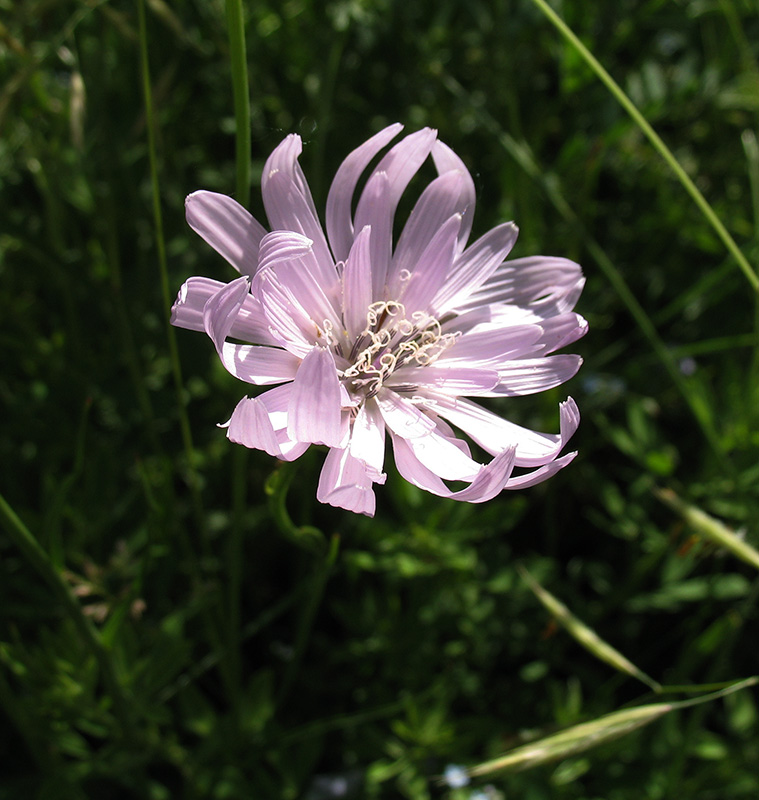 Изображение особи Scorzonera purpurea.