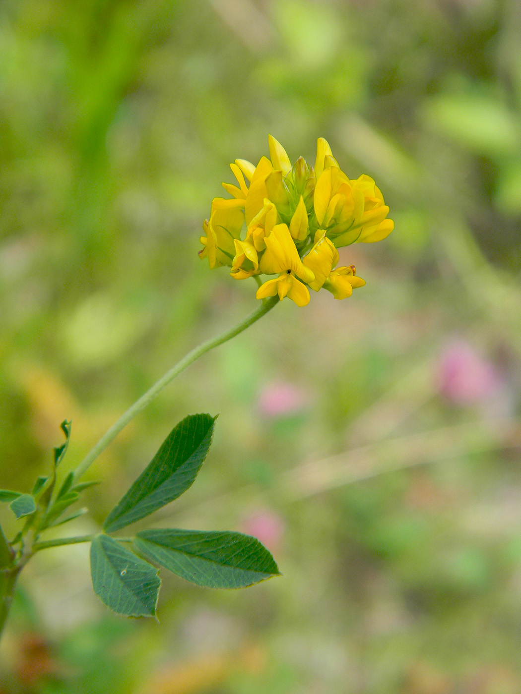 Изображение особи Medicago falcata.