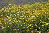 Glebionis coronaria