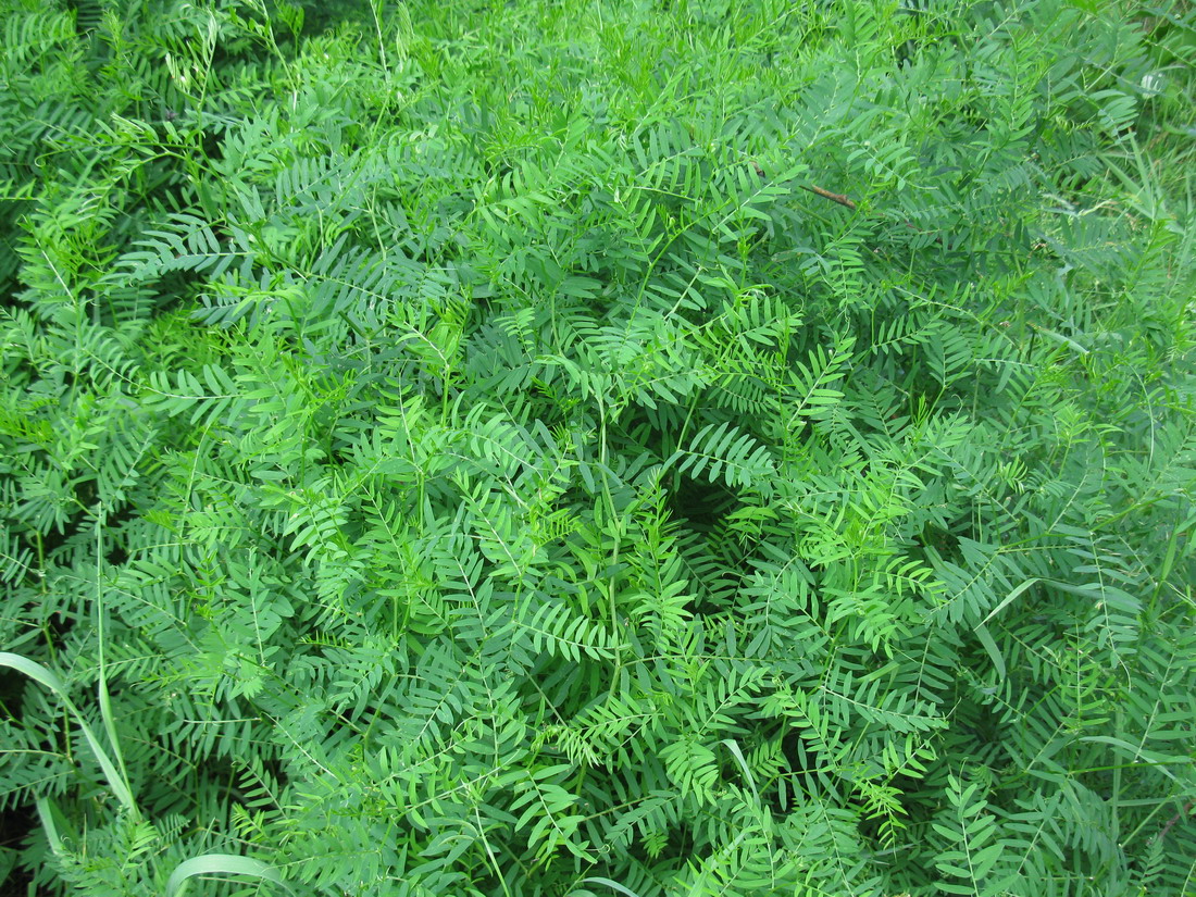 Image of Vicia hirsuta specimen.