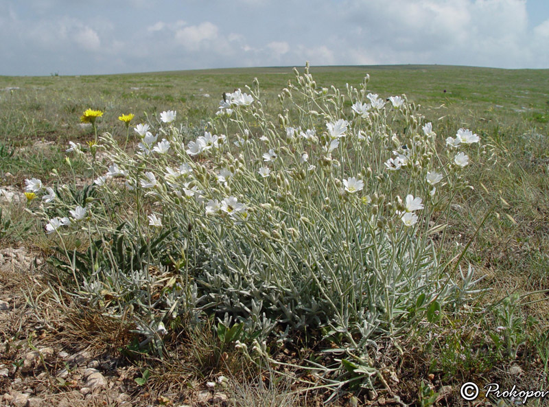 Image of Cerastium biebersteinii specimen.