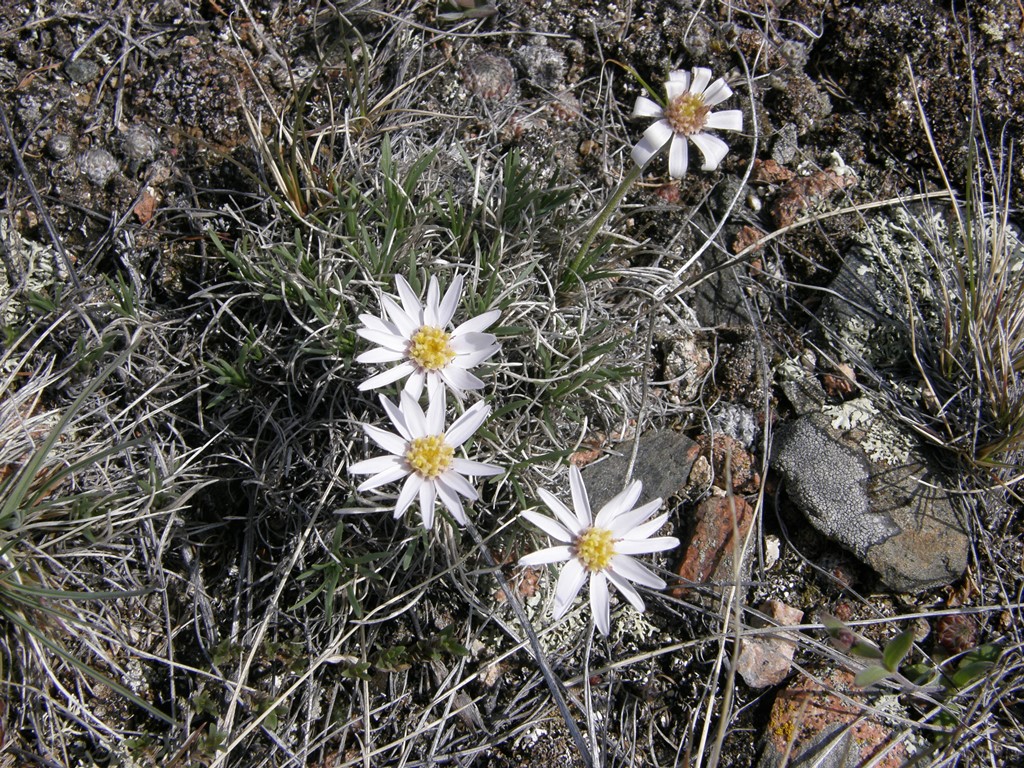 Image of Arctogeron gramineum specimen.