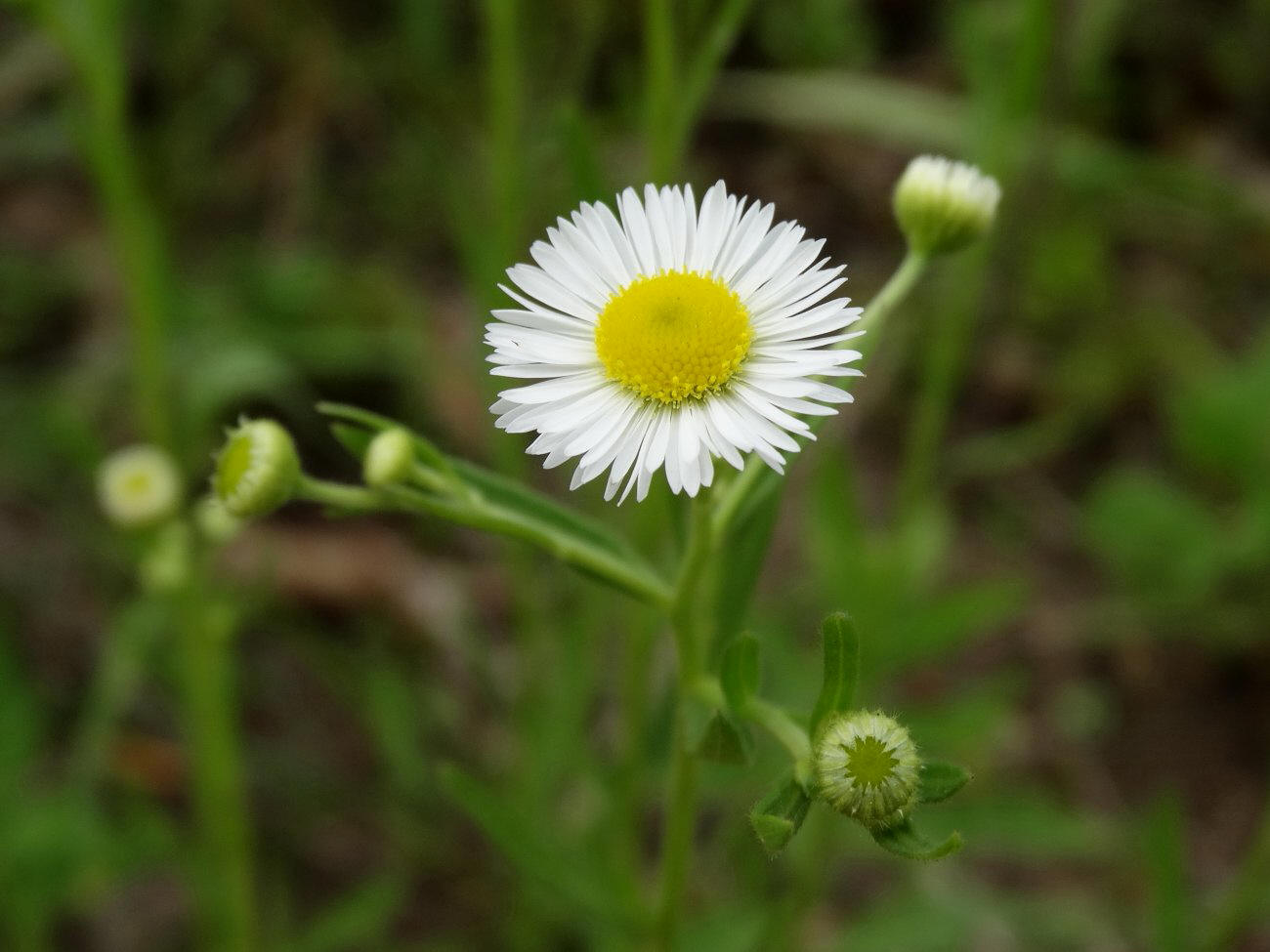 Image of Erigeron annuus specimen.