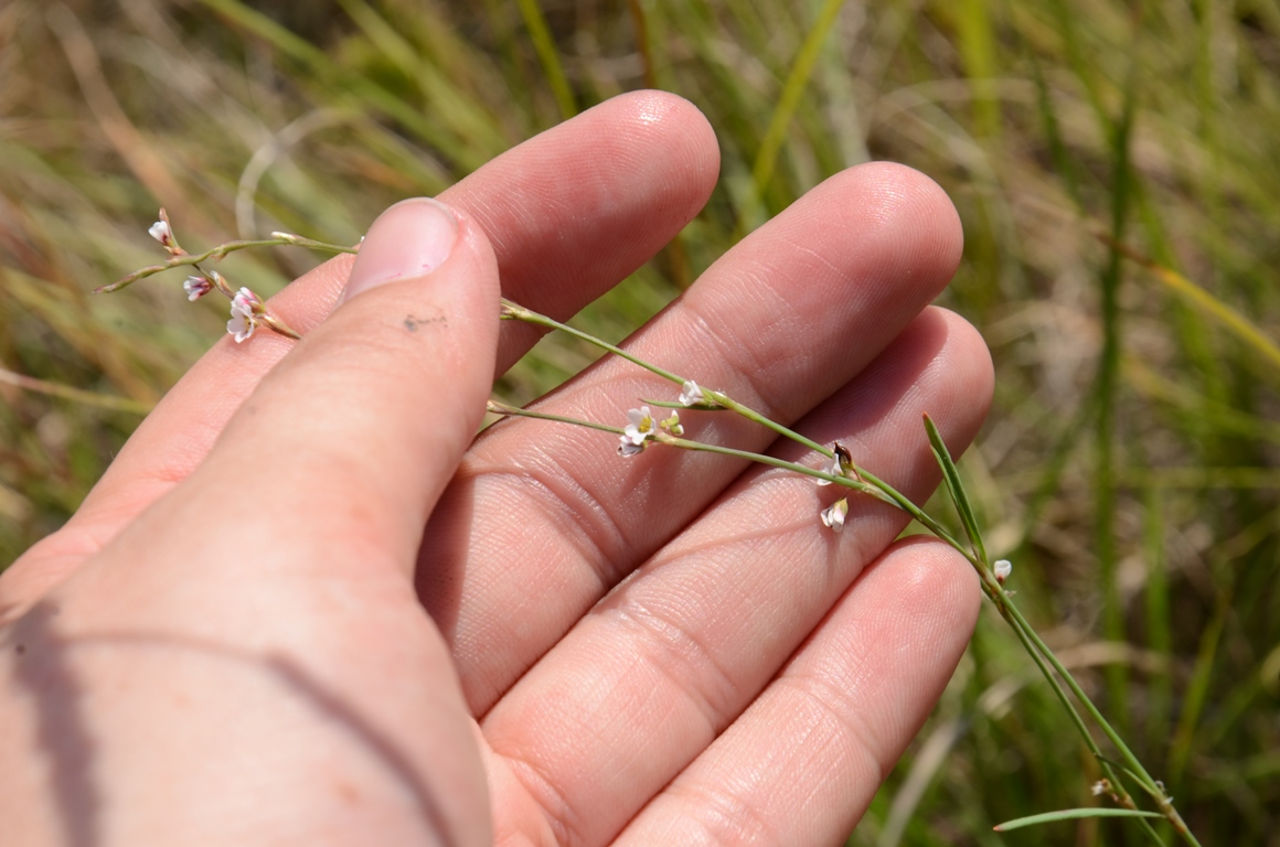 Изображение особи род Polygonum.