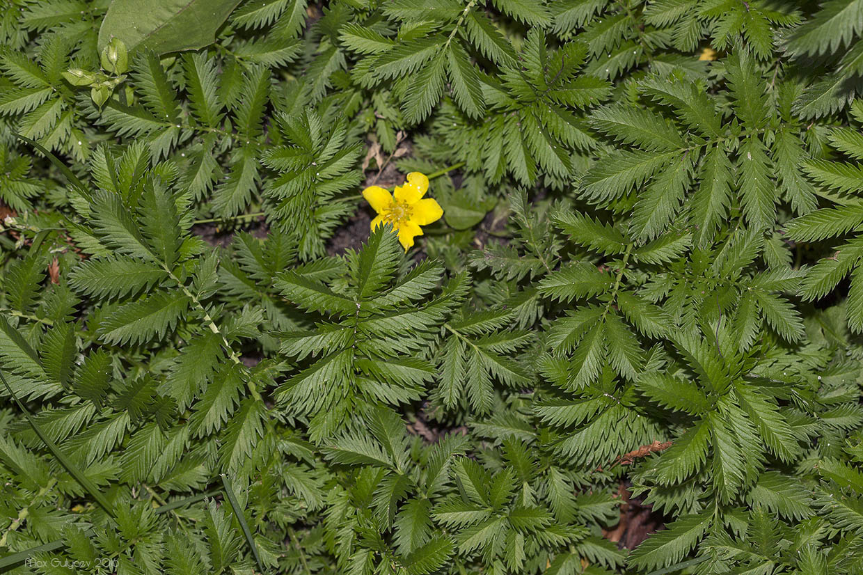 Изображение особи Potentilla anserina.