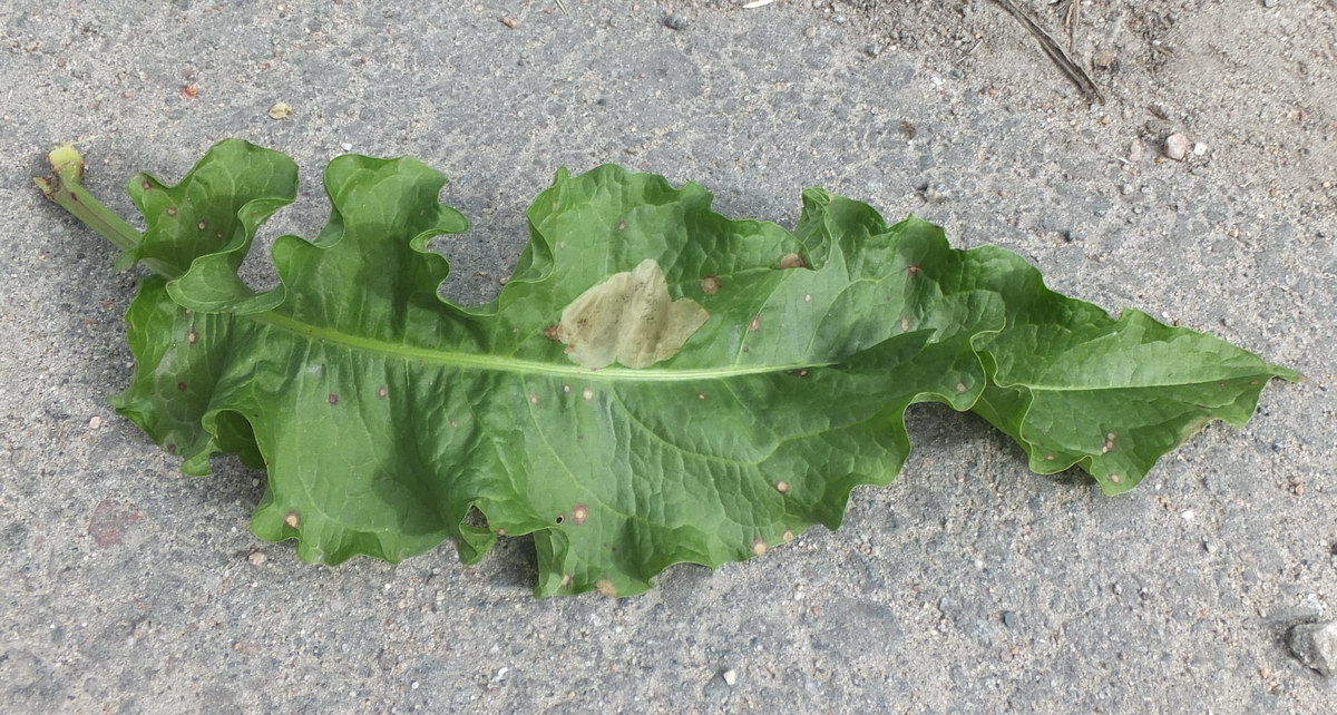 Image of Rumex longifolius specimen.
