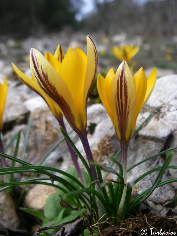 Image of Crocus angustifolius specimen.