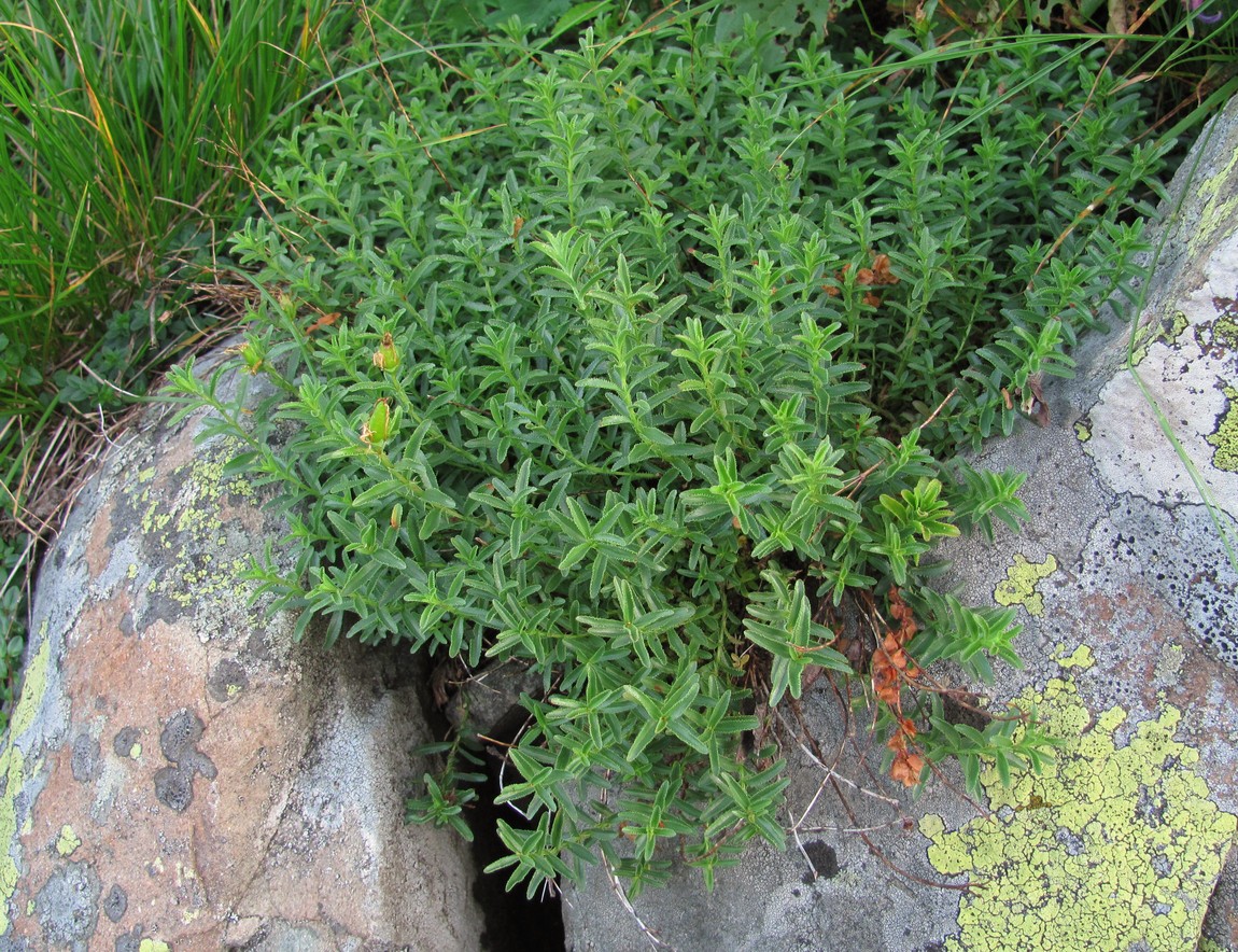 Image of Hypericum orientale specimen.