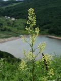 Thalictrum amurense