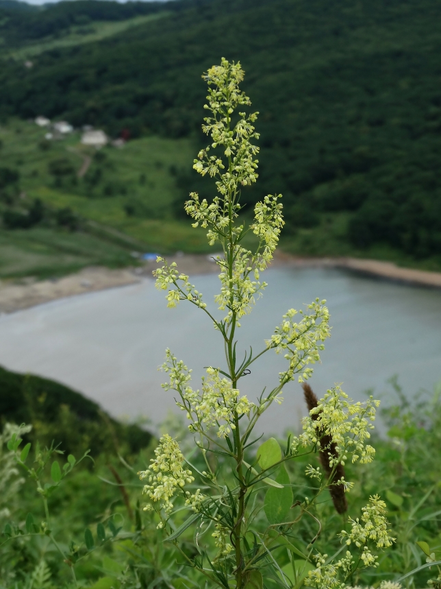 Image of Thalictrum amurense specimen.