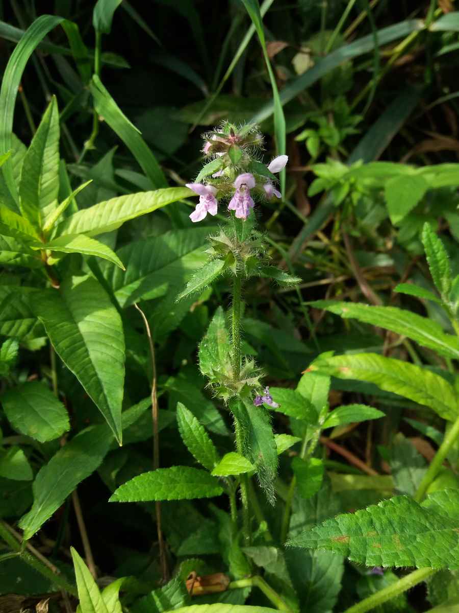 Image of Stachys aspera specimen.