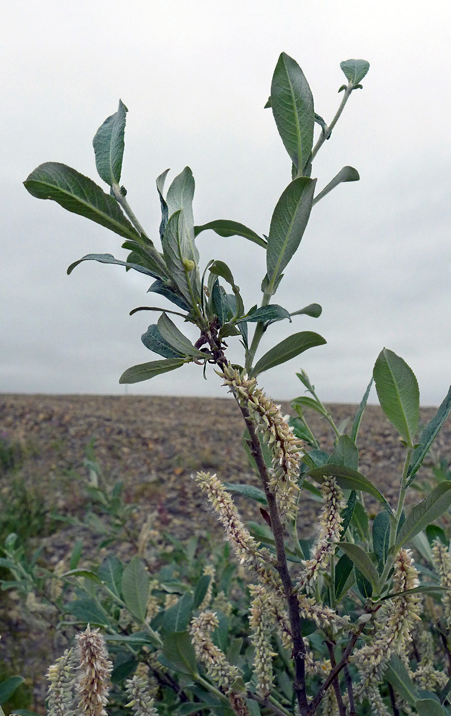 Изображение особи Salix alaxensis.