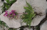 Pedicularis nordmanniana