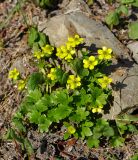 Ranunculus pygmaeus