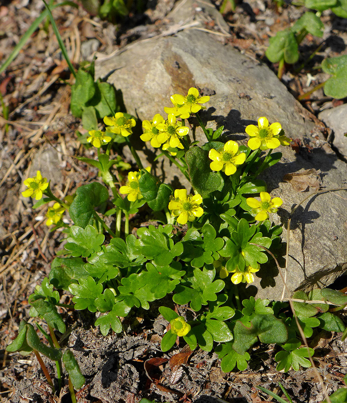 Изображение особи Ranunculus pygmaeus.