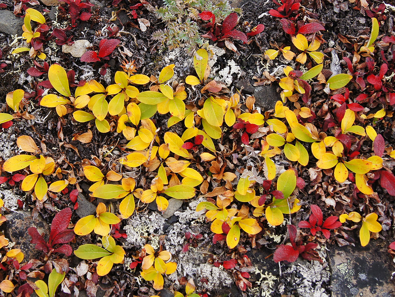 Image of Salix phlebophylla specimen.