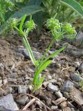 Valerianella turkestanica. Плодоносящее растение на глинисто-мелкощебнистом склоне. Казахстан, Южно-Казахстанская обл., окр. г. Кентау, дол. р. Икансу. 29.04.2013.